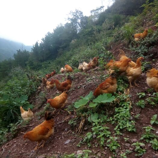 上犹县 油峰缘农庄土鸡