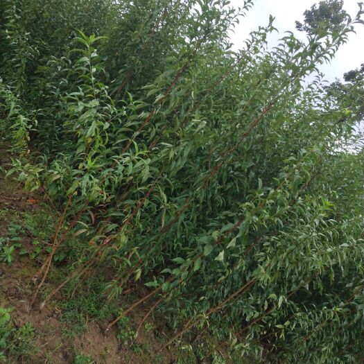 苍溪县蜂糖李树苗  蜂糖李苗，自家种植，提供技术。