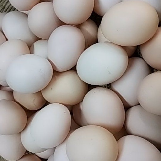 成都绿壳鸡蛋 食用 礼盒装