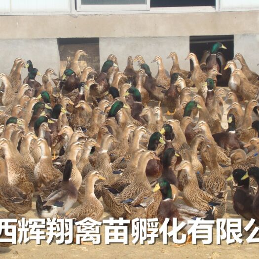 南宁麻鸭苗
