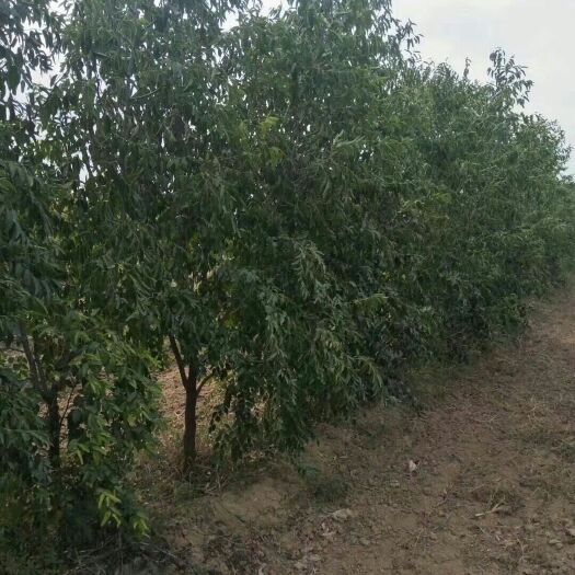 运城冬枣树苗