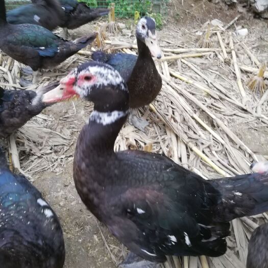 保山火鸭 公 全散养 9-10斤