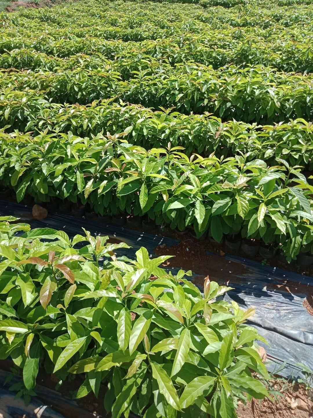 牛油果苗  0.5~1米 牛油果桂垦品种