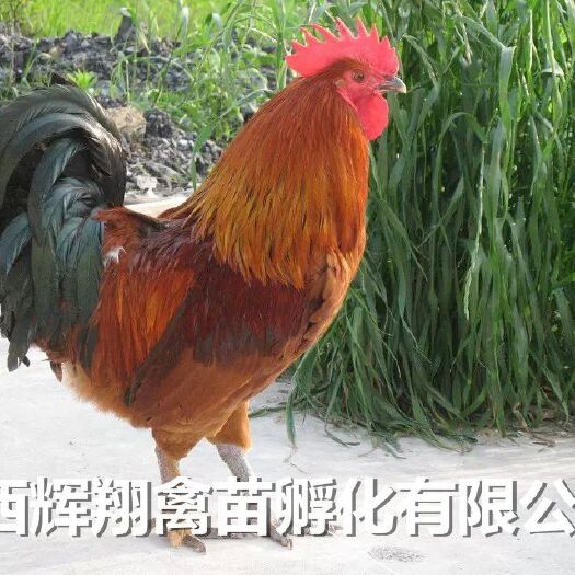 南宁 瑶鸡苗 青脚土鸡苗