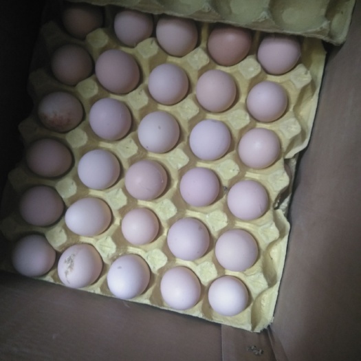 凤阳县粉蛋 箱装 食用