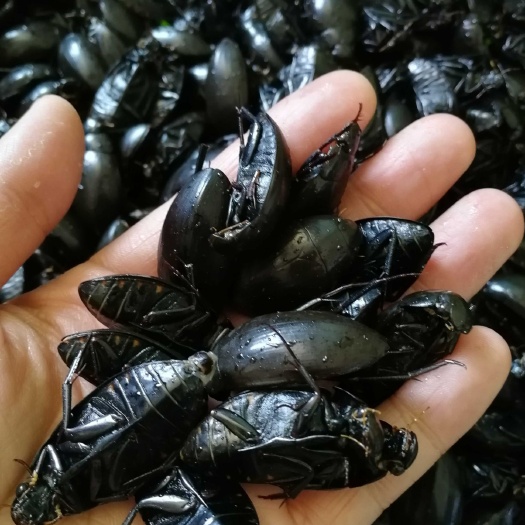 广州黑龙虱 新鲜速冻水蟑螂泡酒煲汤药引
