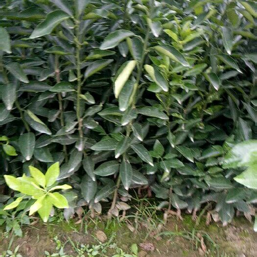 金堂县枳壳药材嫁接苗