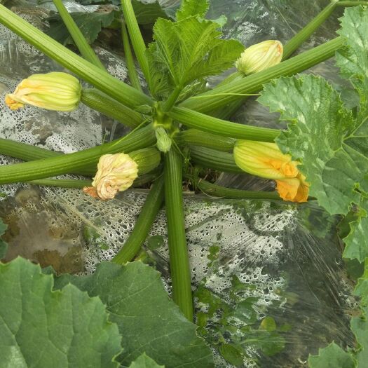 华宁县绿皮西葫芦 0.4~0.6斤