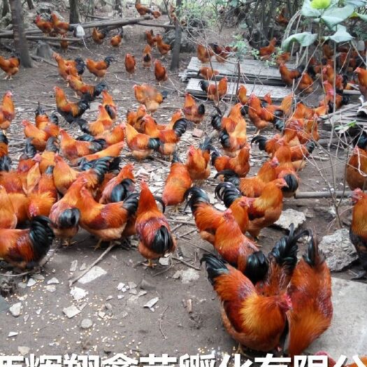 南宁土鸡苗 