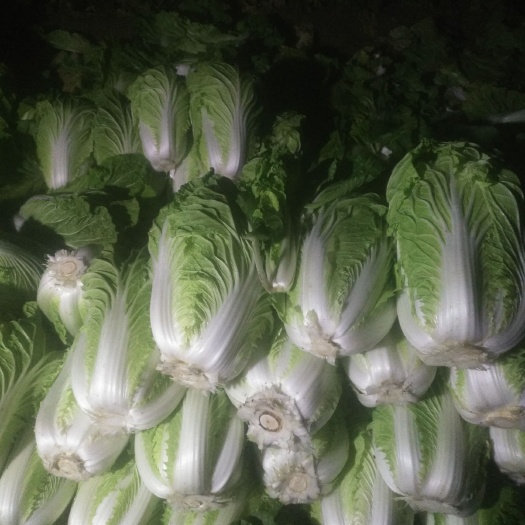 义和秋 3~6斤 净菜白菜干
甘蓝大葱大量批发市场平台