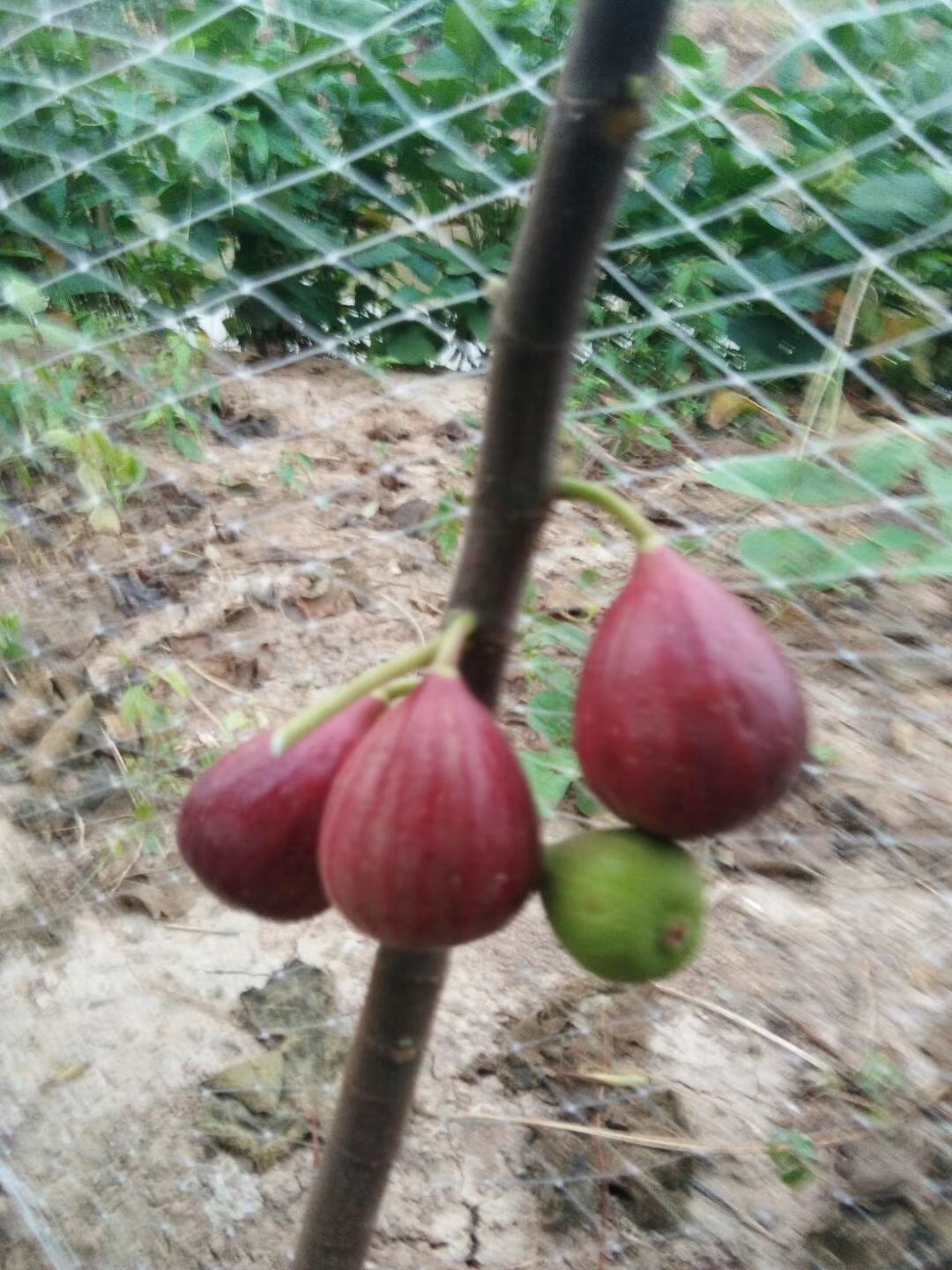波姬红无花果苗  金奥芬，芭劳奈，当年结果，提供种植技