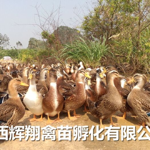 南宁大种杂交鸭苗