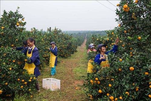 蜜桔  新余蜜橘，口感非常好，没有渣