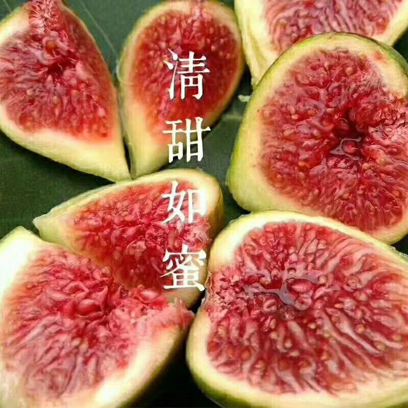 波姬红无花果苗  金奥芬，芭劳奈，当年结果，提供种植技