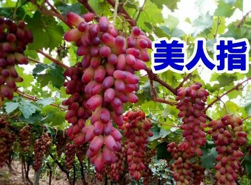 平邑县 葡萄苗，美人指葡萄苗基地直供现挖现发包成活包结果