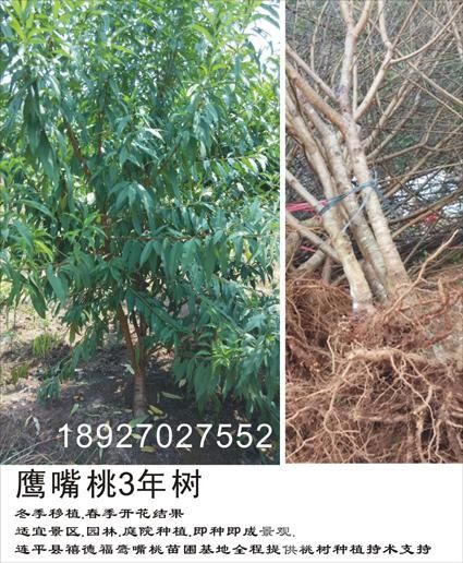 连平县鹰嘴蜜桃苗 2.0~2.5米