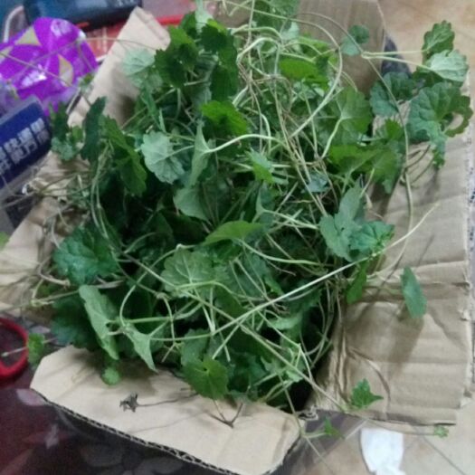 天胡荽 鹅不食草