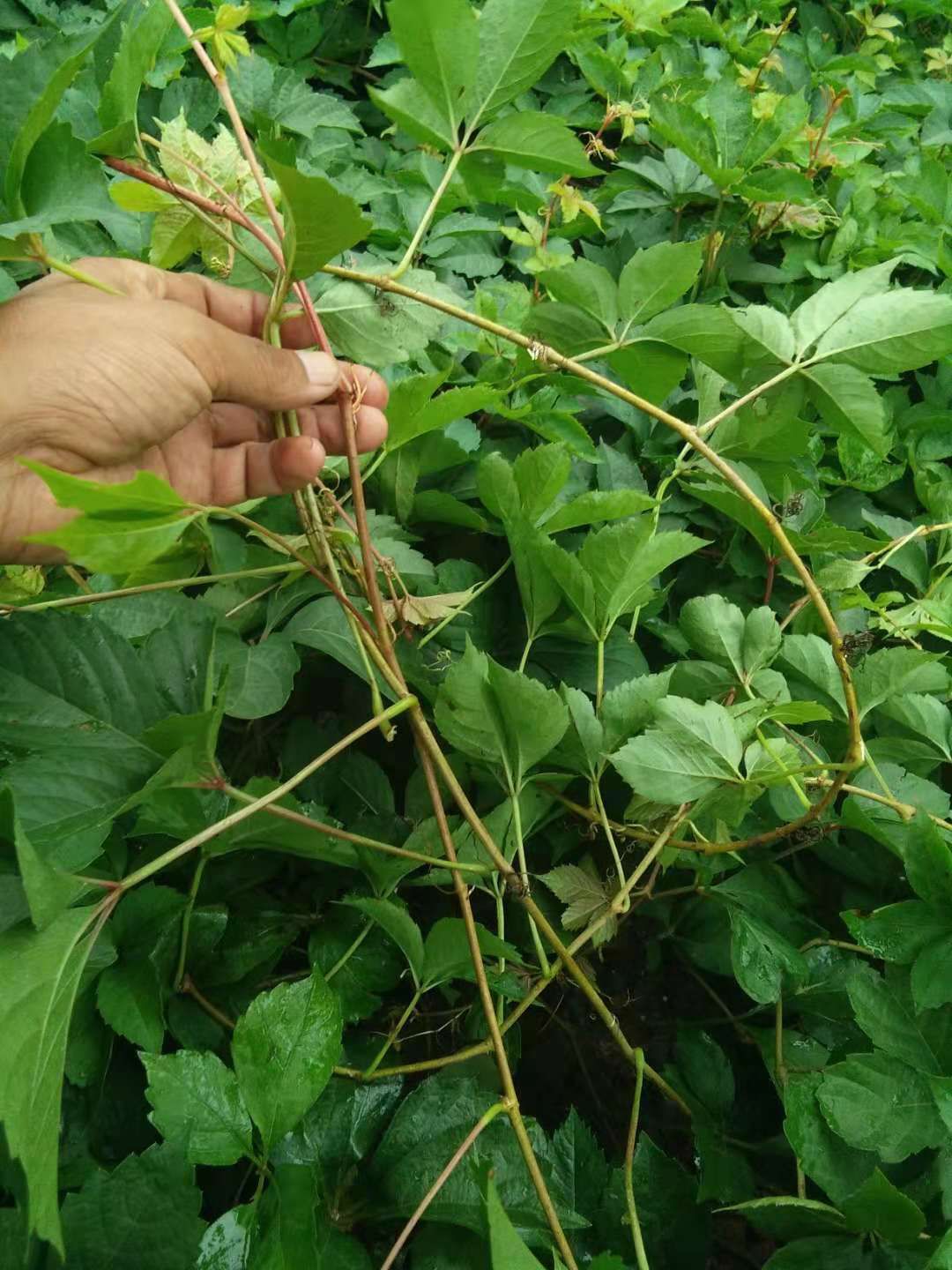 爬山虎 1米以下 1公分以下
