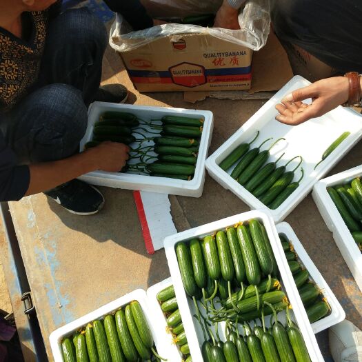 宁陵县小黄瓜 18cm以下 干花带刺