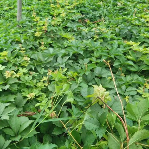 泰安爬山虎 1米以下 1公分以下