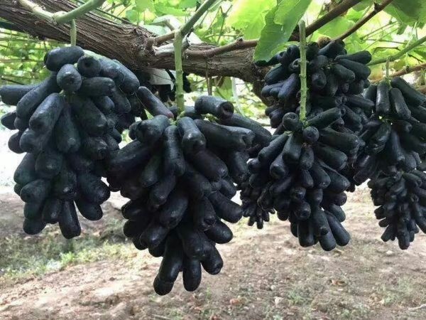 蓝宝石葡萄苗天然无核 实生苗 裸根苗