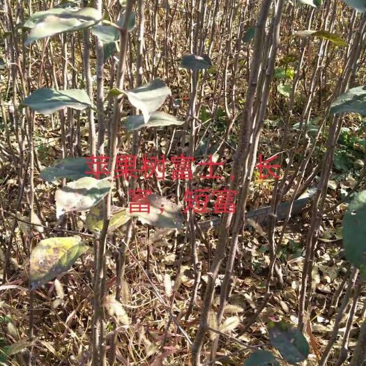 扶风县红富士苹果苗 1~1.5米