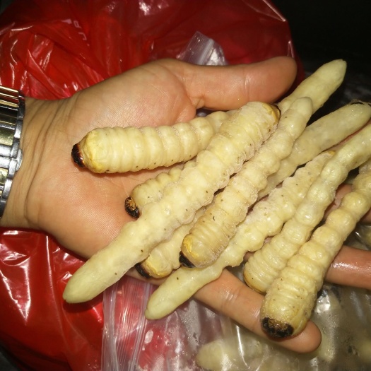 马山县竹虫 木虫