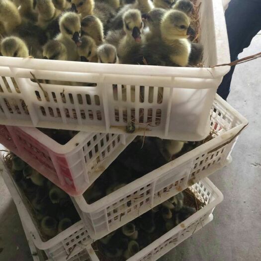 佛山狮头鹅苗