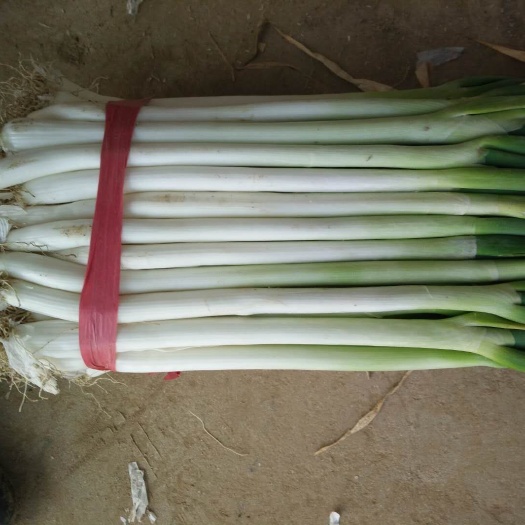 南阳铁杆大葱 30~50cm 毛葱 