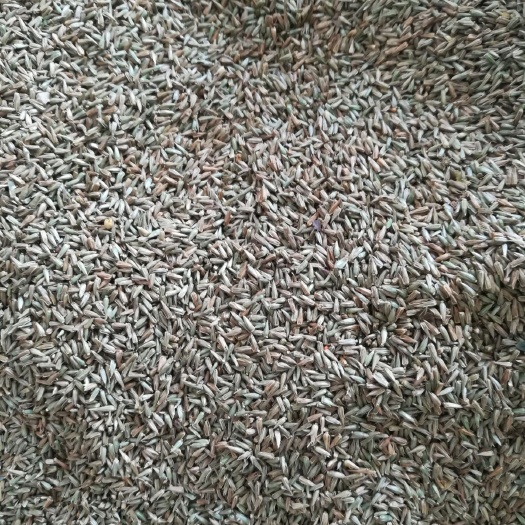 喀喇沁旗牛膝种子