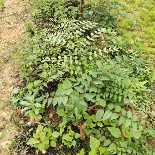 双柏县刺老芽 箱装 露天 鲜货 