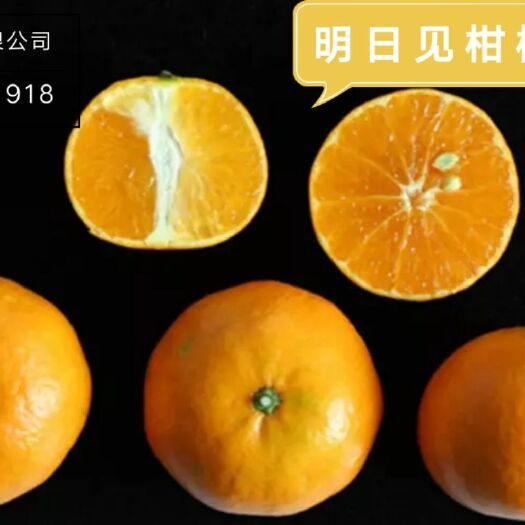 平和县明日见柑橘苗 阿思蜜柑橘苗