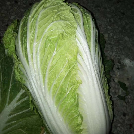 夏邑县青杂三号白菜，质量好