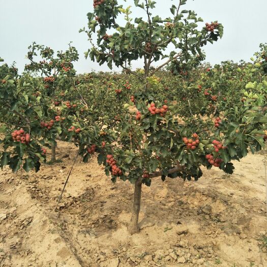 运城大金星山楂树苗