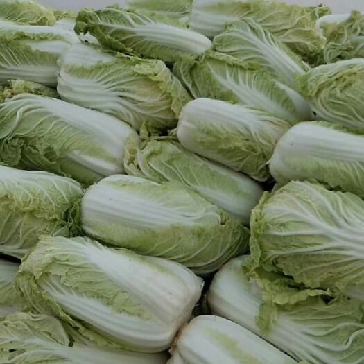 扶沟县黄心娃娃菜 7~10两