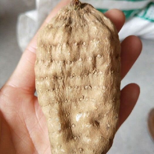 宜昌乌红天麻