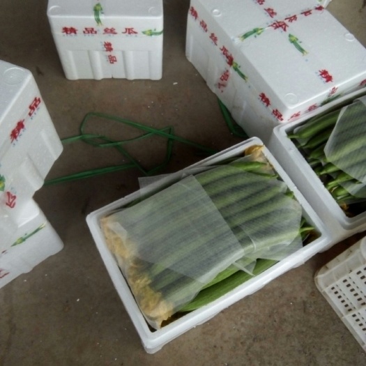 寿光市鲜花丝瓜 50~70cm