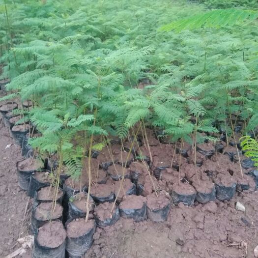 双柏县蓝花楹苗木基地，三证一签齐全，质量有保障
