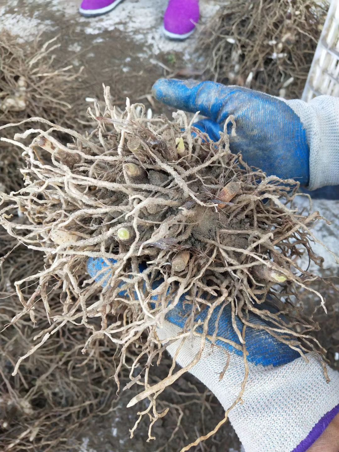 白芨种子
