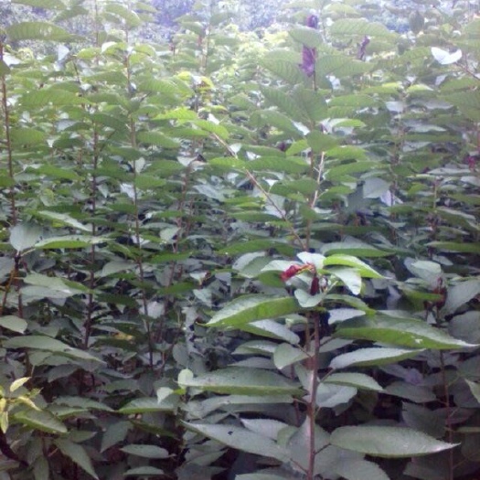 扶风县美早苗