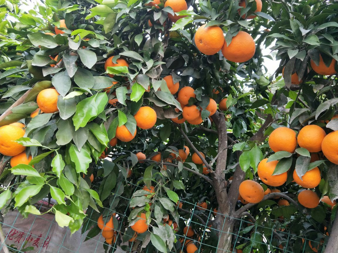 红心橙苗 嫁接苗种植第二年结果 1
