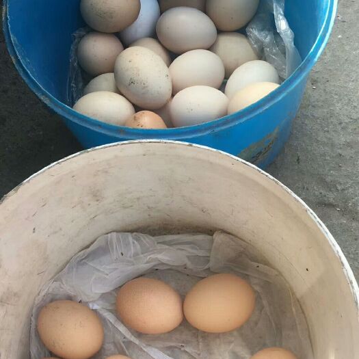 江油市土鸡蛋 食用 简包装