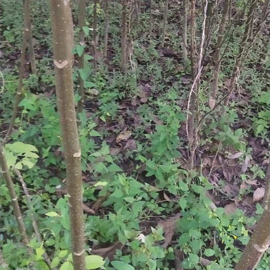 苍溪县山核桃苗 