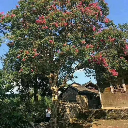 绵阳红花紫薇