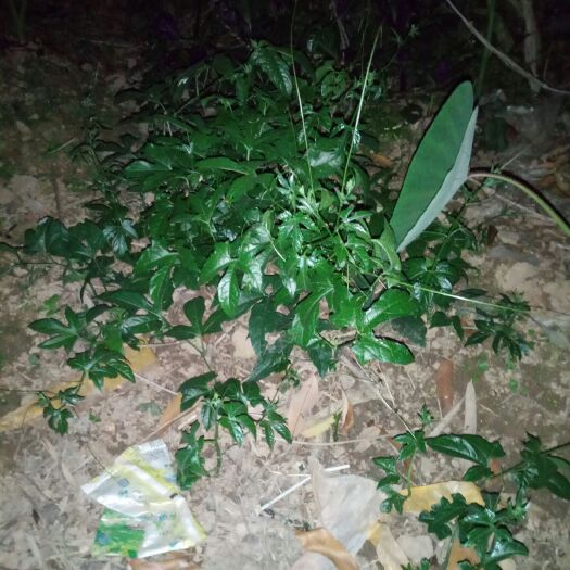 容县木鳖果苗 种植新苗欢迎订购