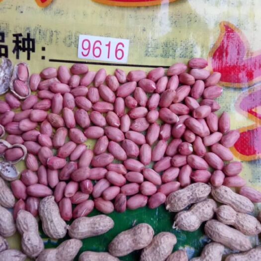 9616花生米，芽菜种子，颗粒饱满，芽率高，产菜多