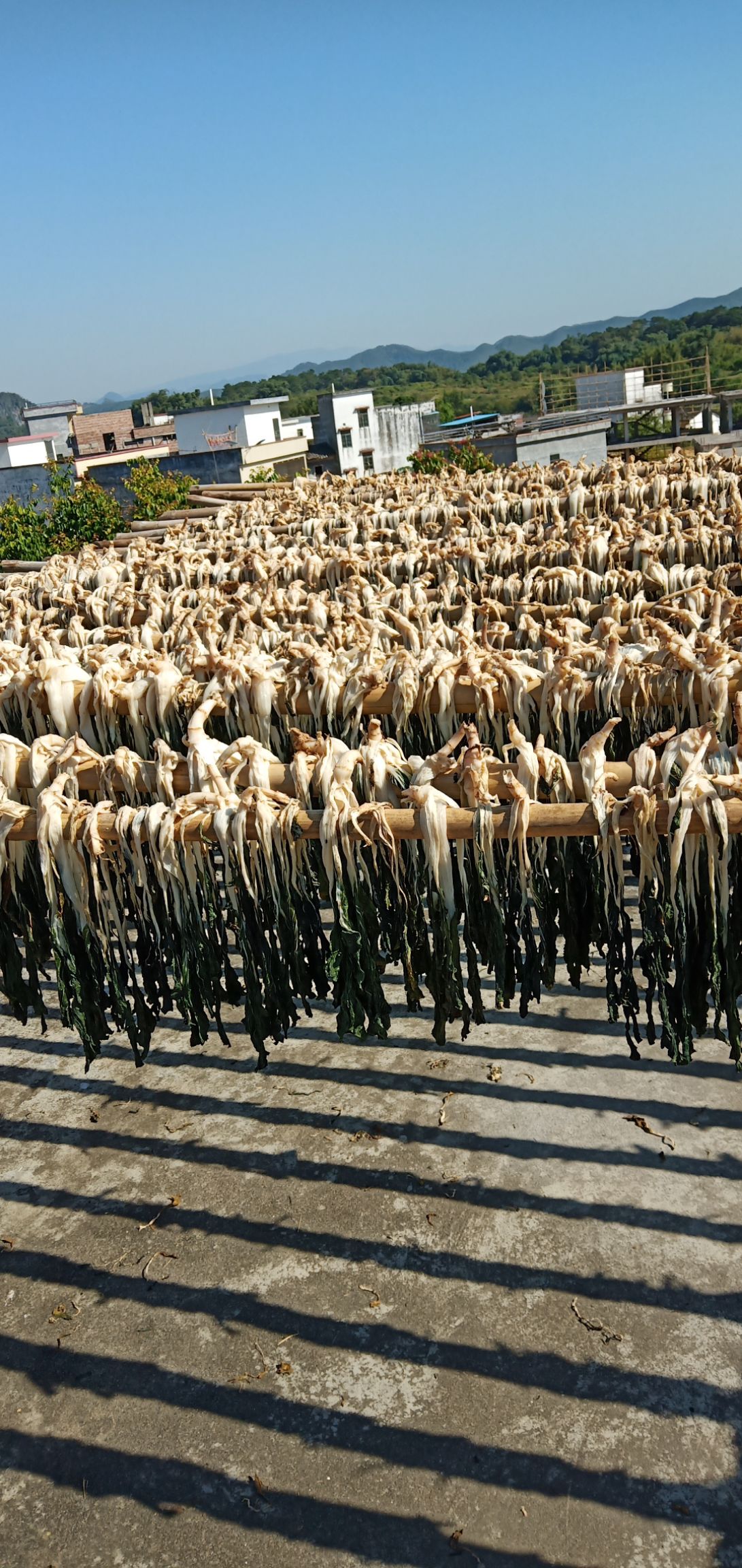 白菜干 3-6个月 