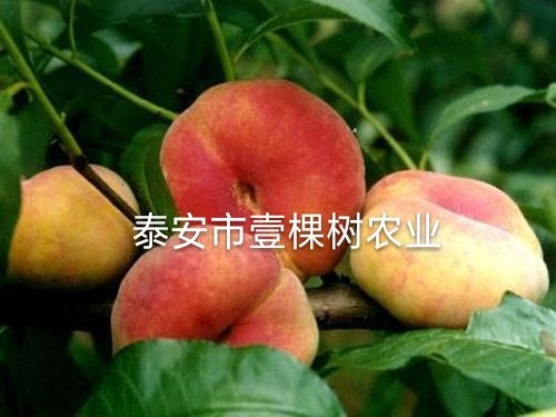 泰安中蟠17号桃苗 1~1.5米