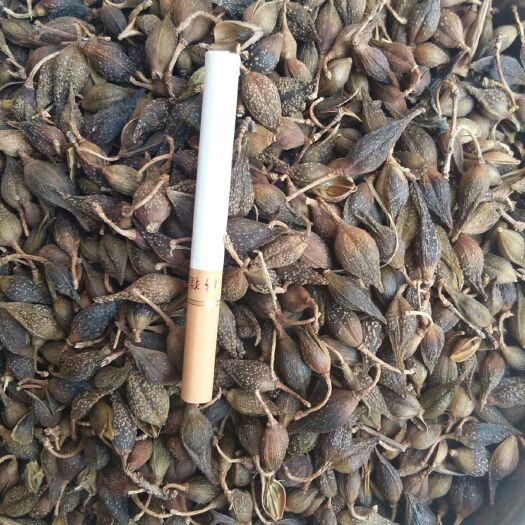 洛南县连翘