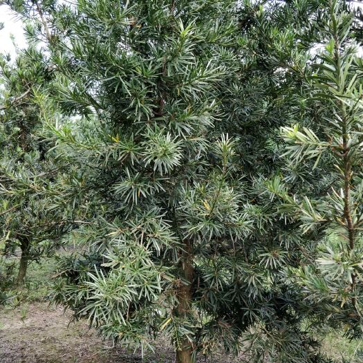漳平市精品罗汉松。大量批发。量大从优